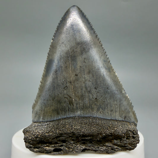 Front View Dark colors, serrated 2.30" Fossil Great White Shark Tooth - South Carolina GW1347