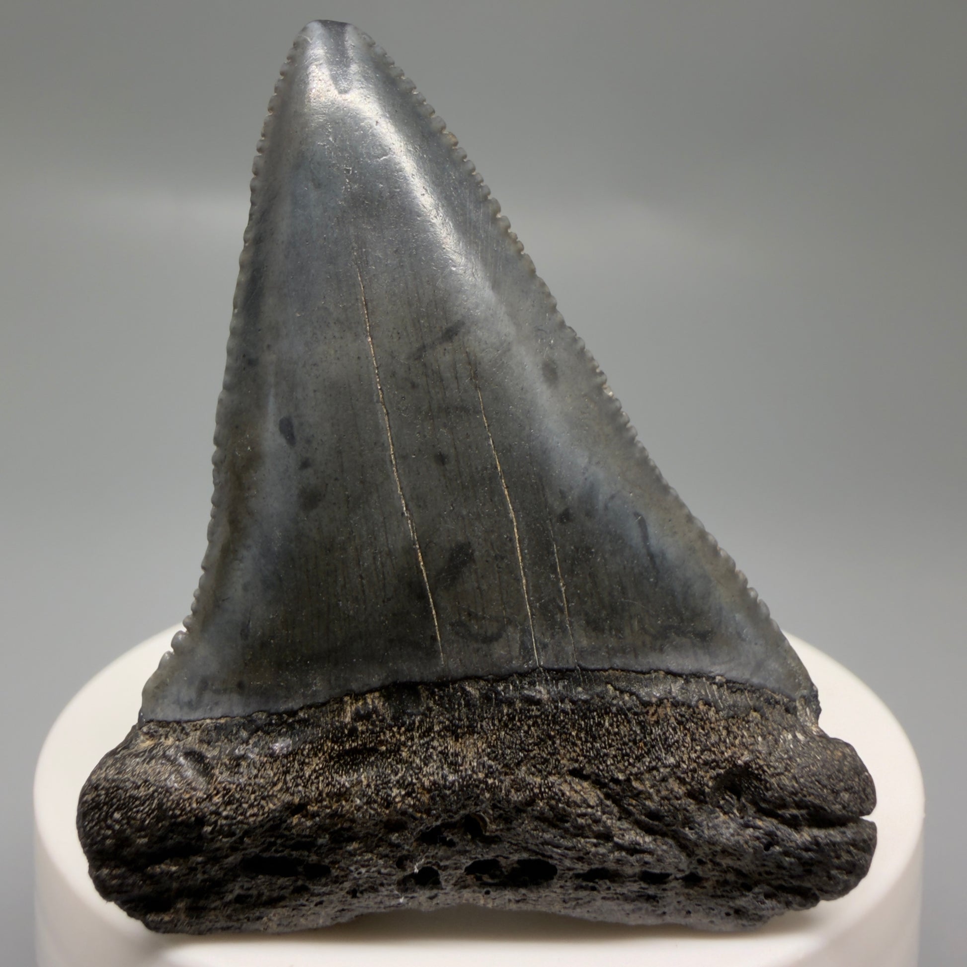 Front View Dark colors, serrated 2.32" Fossil Great White Shark Tooth - South Carolina GW1329