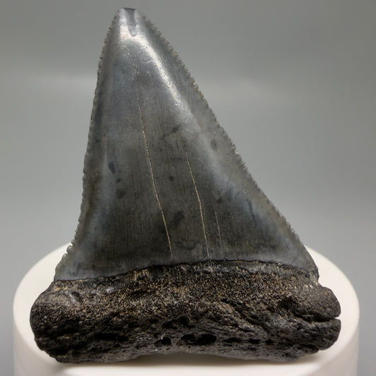 Front View Dark colors, serrated 2.32" Fossil Great White Shark Tooth - South Carolina GW1329