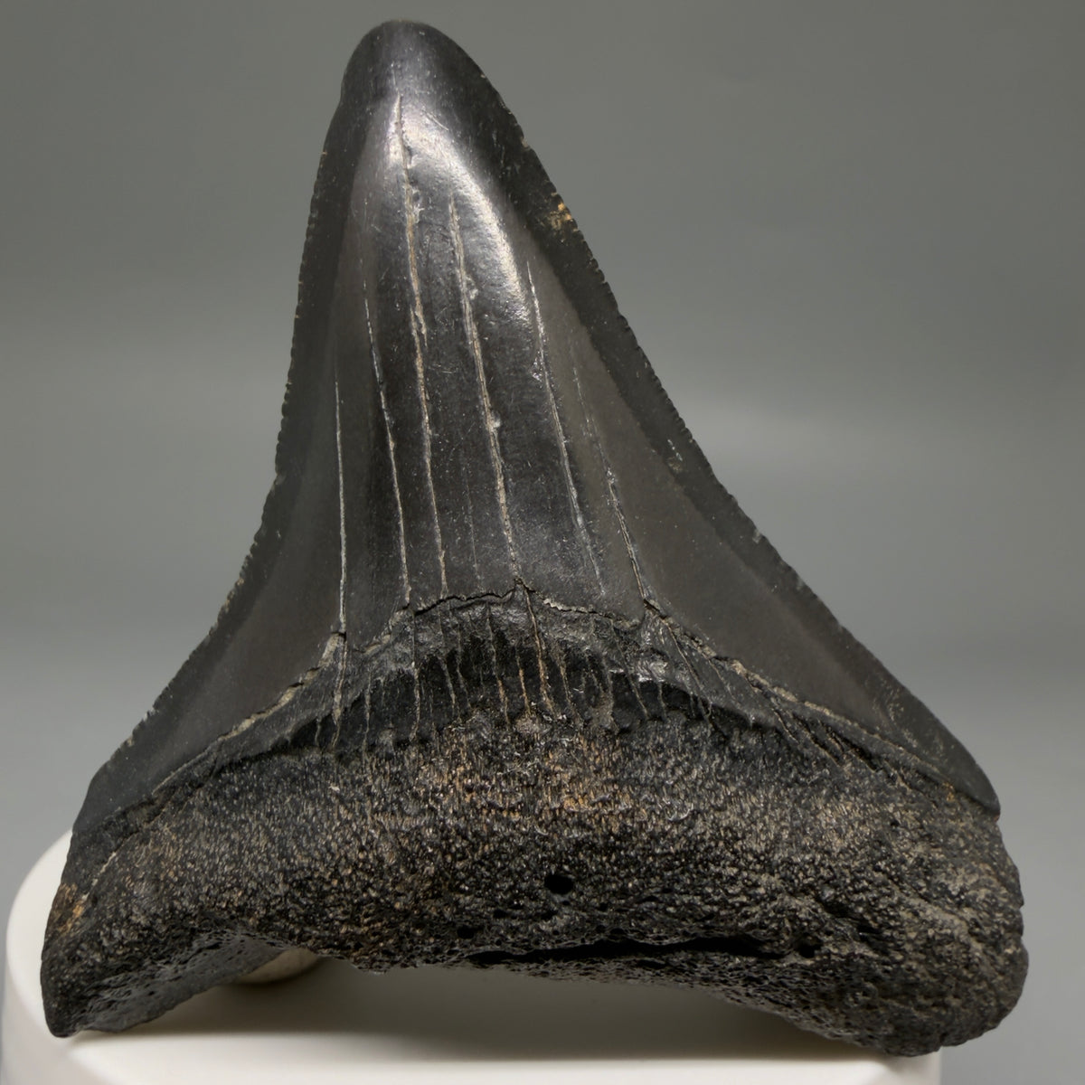Front View Dark colors, serrations 2.72" Megalodon Tooth from South Carolina megalodonteeth.com CM6740