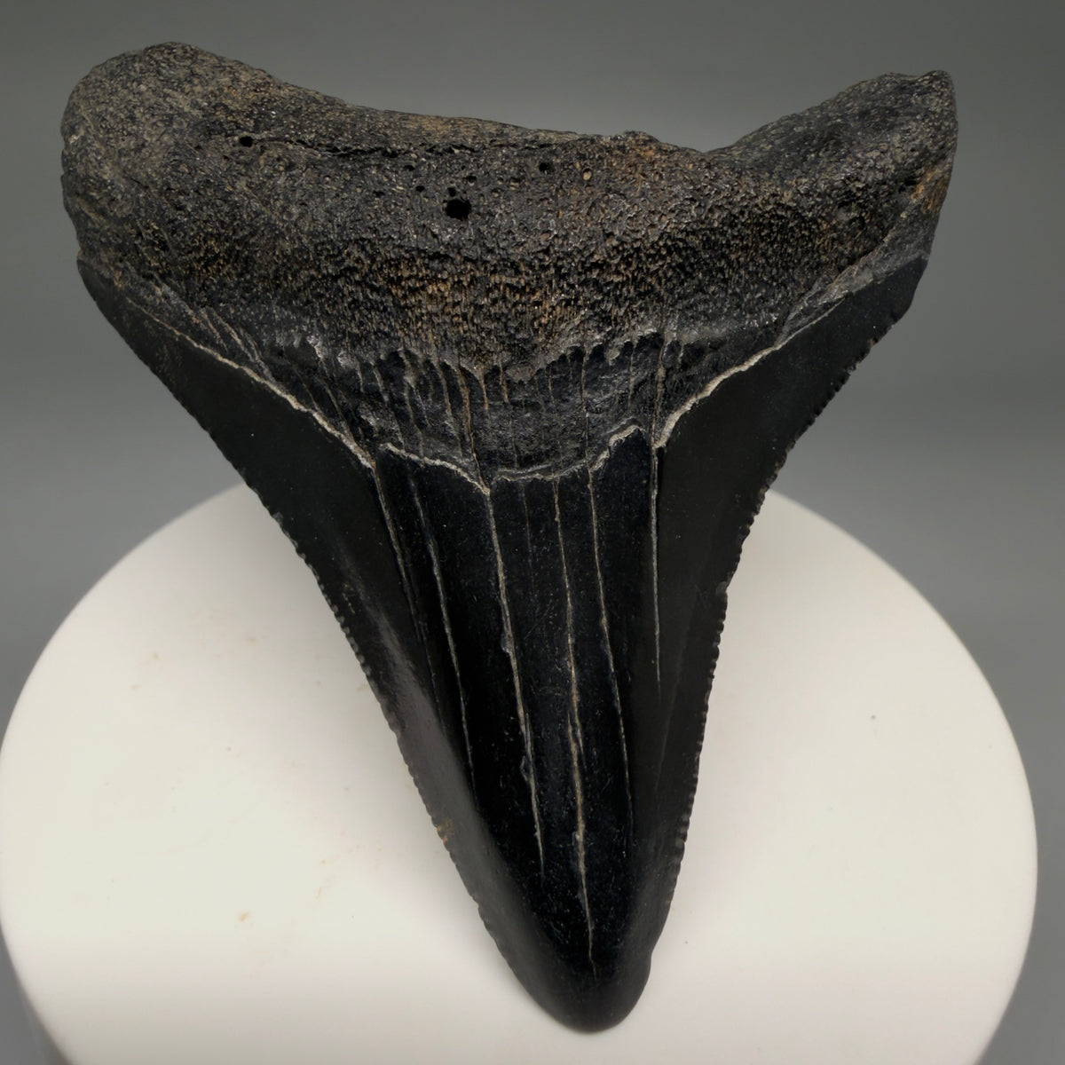 Front View Dark colors, serrations 2.72" Megalodon Tooth from South Carolina megalodonteeth.com CM6740 - 1