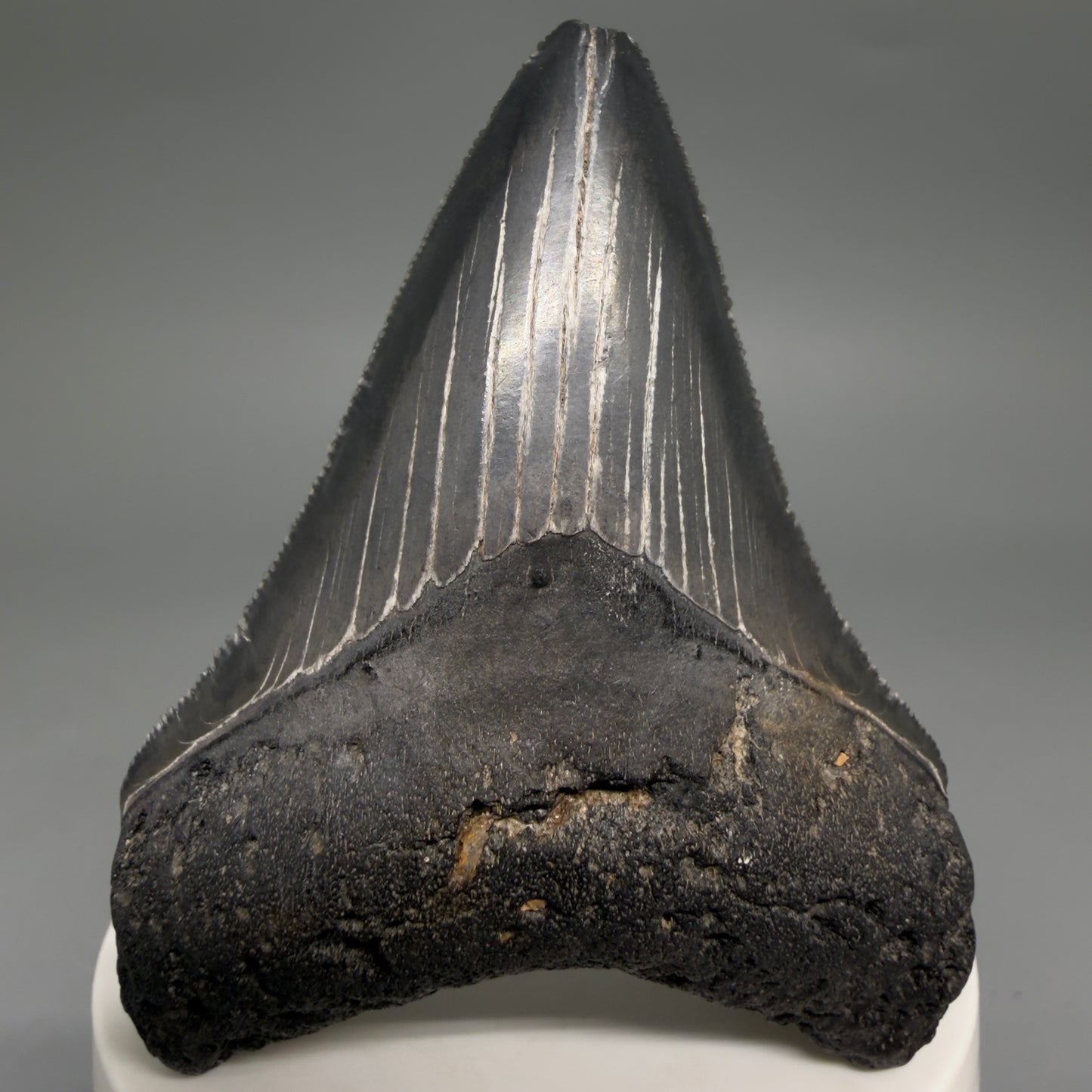 Front View Dark colors, serrations 2.97" Megalodon Tooth from South Carolina megalodonteeth.com CM6556