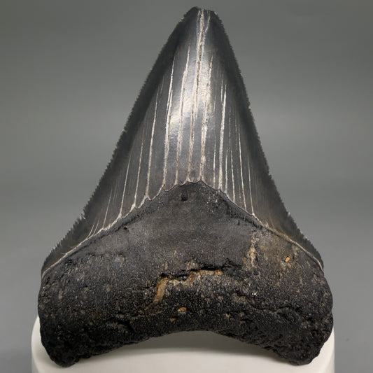 Front View Dark colors, serrations 2.97" Megalodon Tooth from South Carolina megalodonteeth.com CM6556
