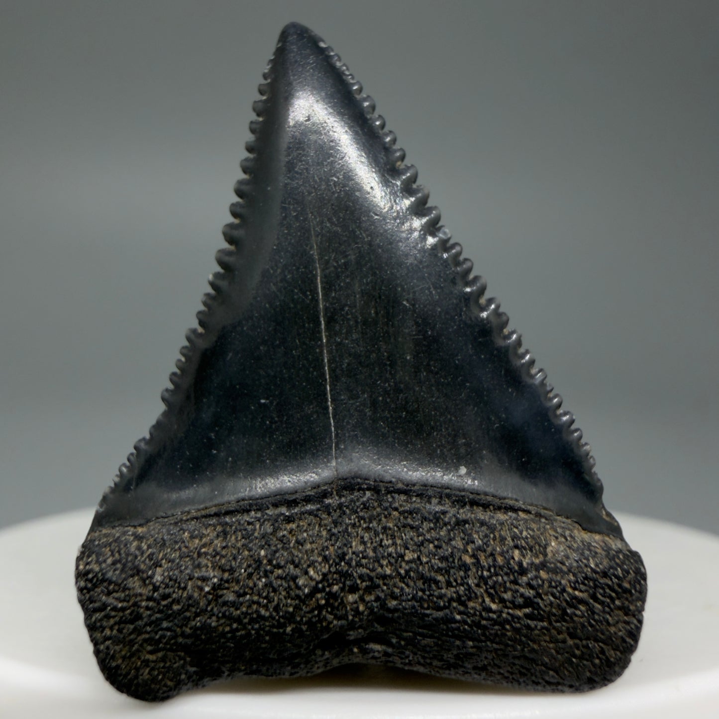 Front View Dark colors, sharply serrated 1.35" Fossil Great White Tooth for Sale GW1296