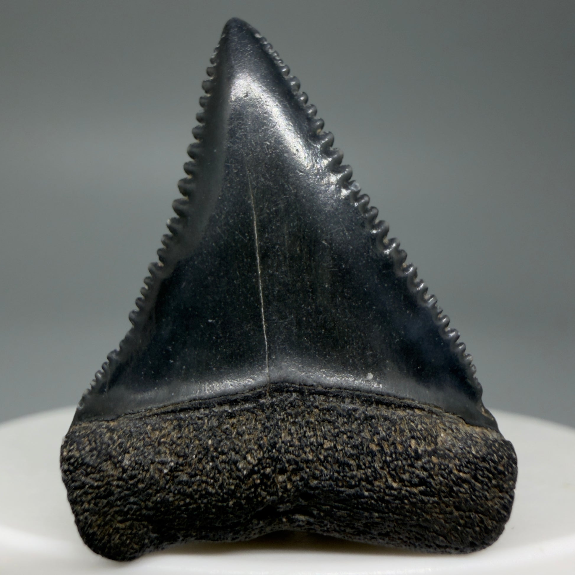 Front View Dark colors, sharply serrated 1.35" Fossil Great White Tooth for Sale GW1296