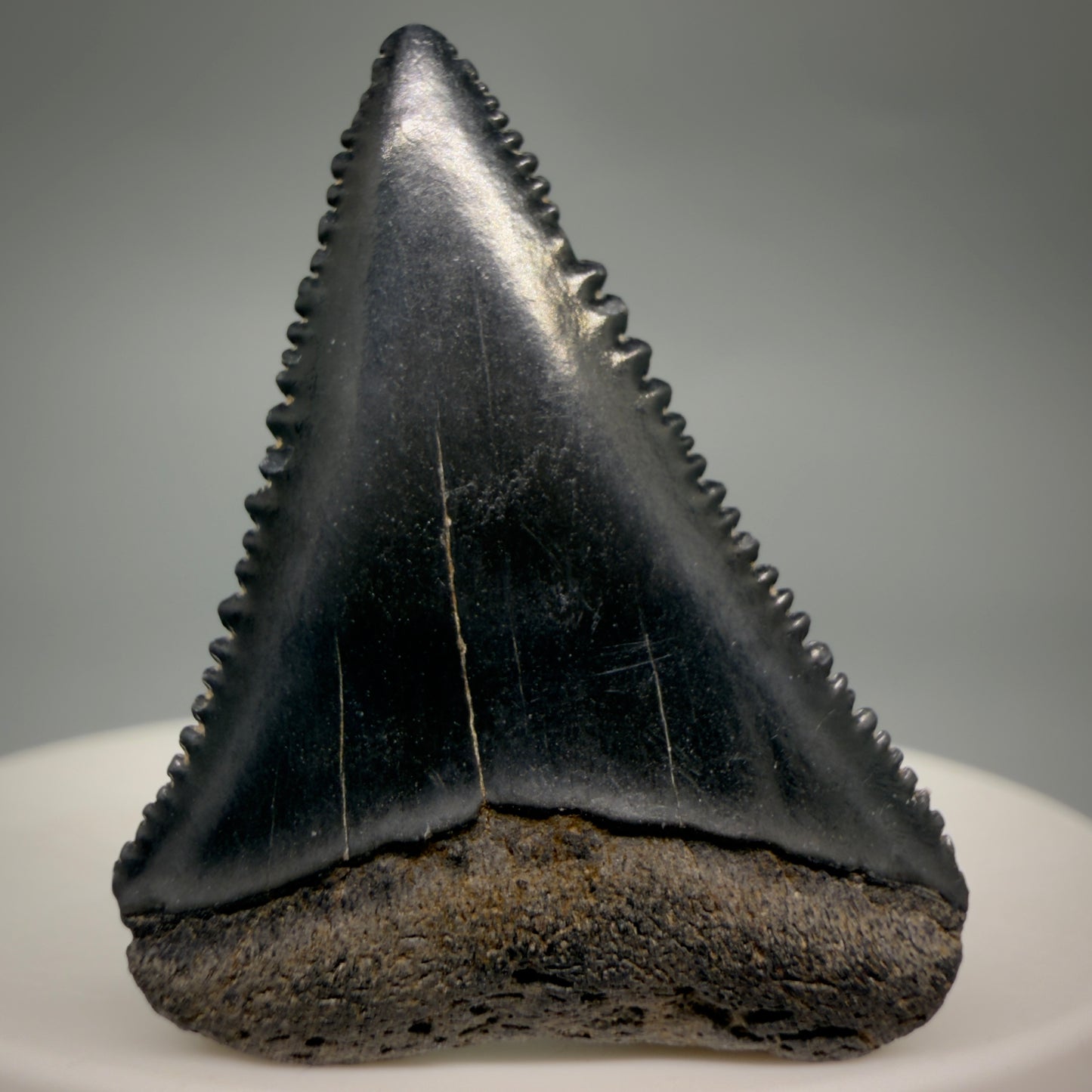 Front View Dark colors, sharply serrated 1.45" Fossil Great White Shark Tooth - South Carolina GW1363