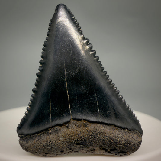 Front View Dark colors, sharply serrated 1.45" Fossil Great White Shark Tooth - South Carolina GW1363