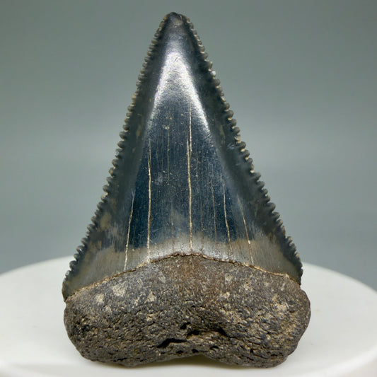 Front View Dark colors, sharply serrated 1.52" Fossil Great White Tooth for Sale GW1312