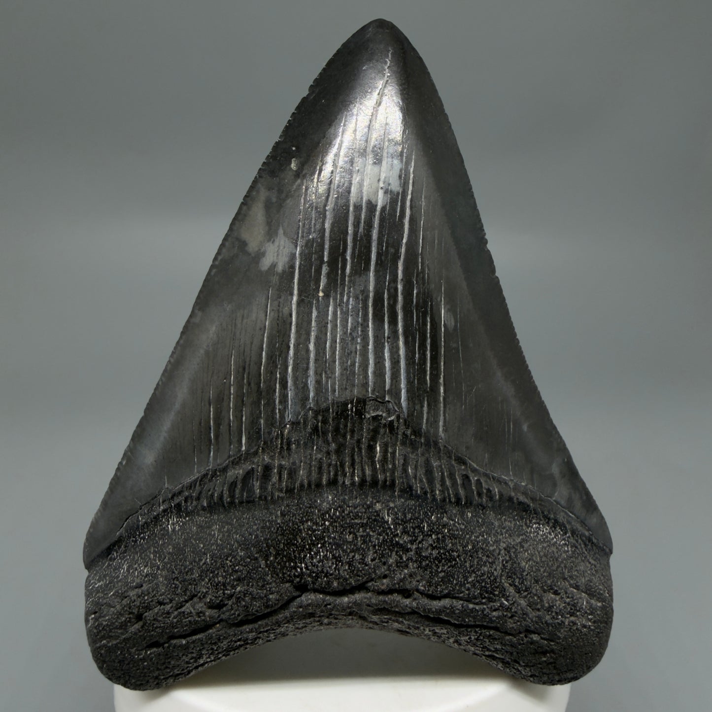 Front View Dark colors, sharply serrated 3.47" Fossil Megalodon Tooth from South Carolina CM6326
