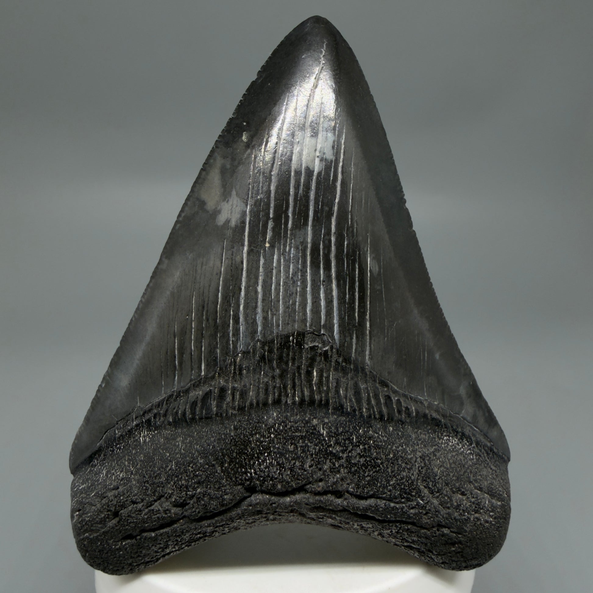 Front View Dark colors, sharply serrated 3.47" Fossil Megalodon Tooth from South Carolina CM6326