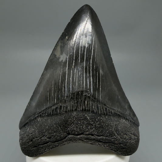 Front View Dark colors, sharply serrated 3.47" Fossil Megalodon Tooth from South Carolina CM6326