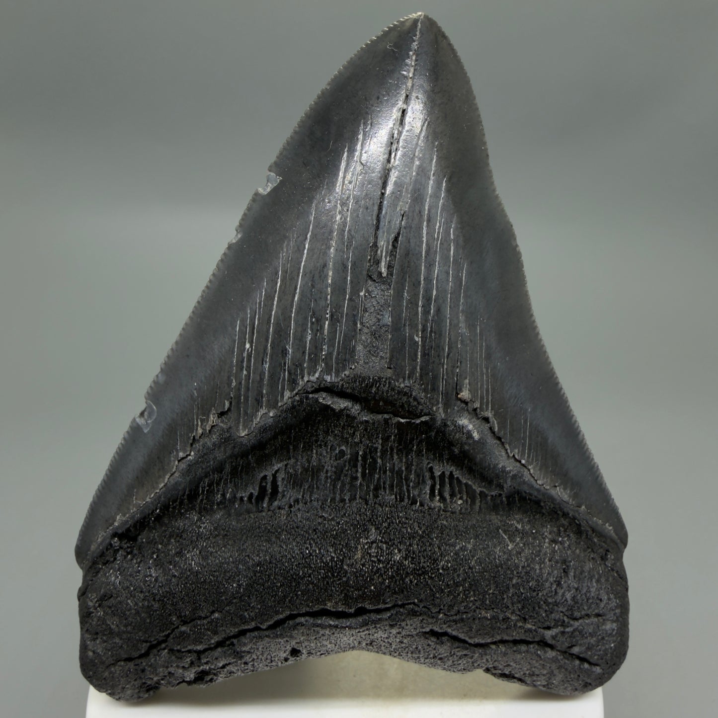 Front View Dark colors, sharply serrated 3.85" Fossil Megalodon Tooth from South Carolina CM6327