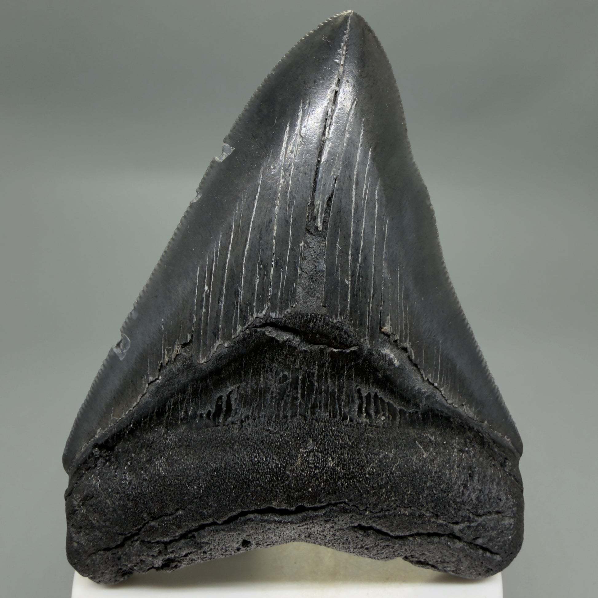 Front View Dark colors, sharply serrated 3.85" Fossil Megalodon Tooth from South Carolina CM6327
