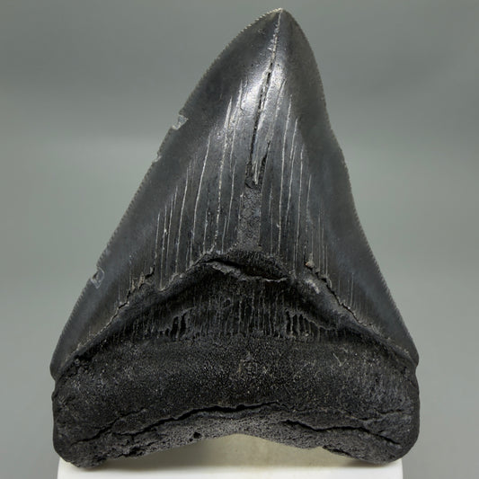 Front View Dark colors, sharply serrated 3.85" Fossil Megalodon Tooth from South Carolina CM6327