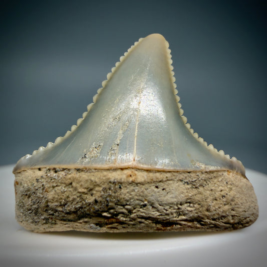 Front View Deformed 1.03" long Fossil Great White Tooth from the deserts of Peru GW1283