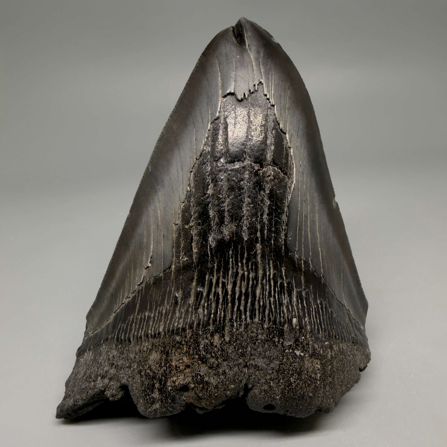 Front View Deformed, split tip 4.71" Fossil Megalodon Tooth from South Carolina MJ159