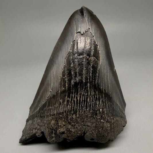 Front View Deformed, split tip 4.71" Fossil Megalodon Tooth from South Carolina MJ159