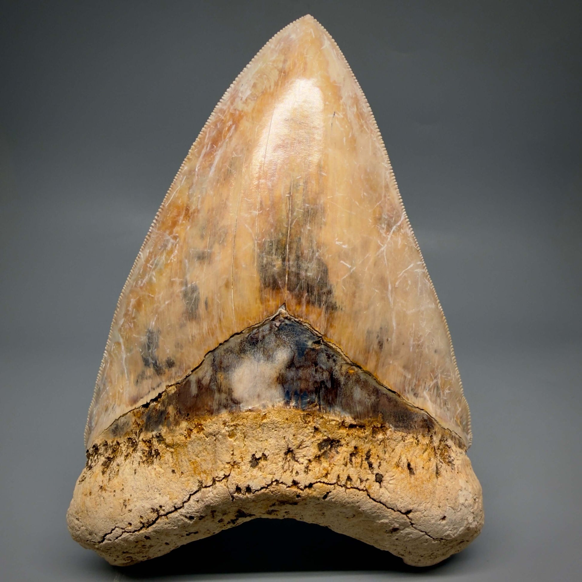 Front View EXTRA LARGE, Colorful, Sharply Serrated 6.02" Fossil Megalodon Tooth - Indonesia CM6426