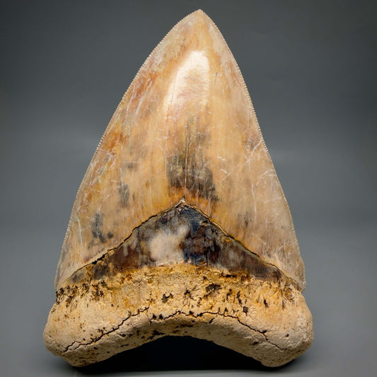 Front View EXTRA LARGE, Colorful, Sharply Serrated 6.02" Fossil Megalodon Tooth - Indonesia CM6426