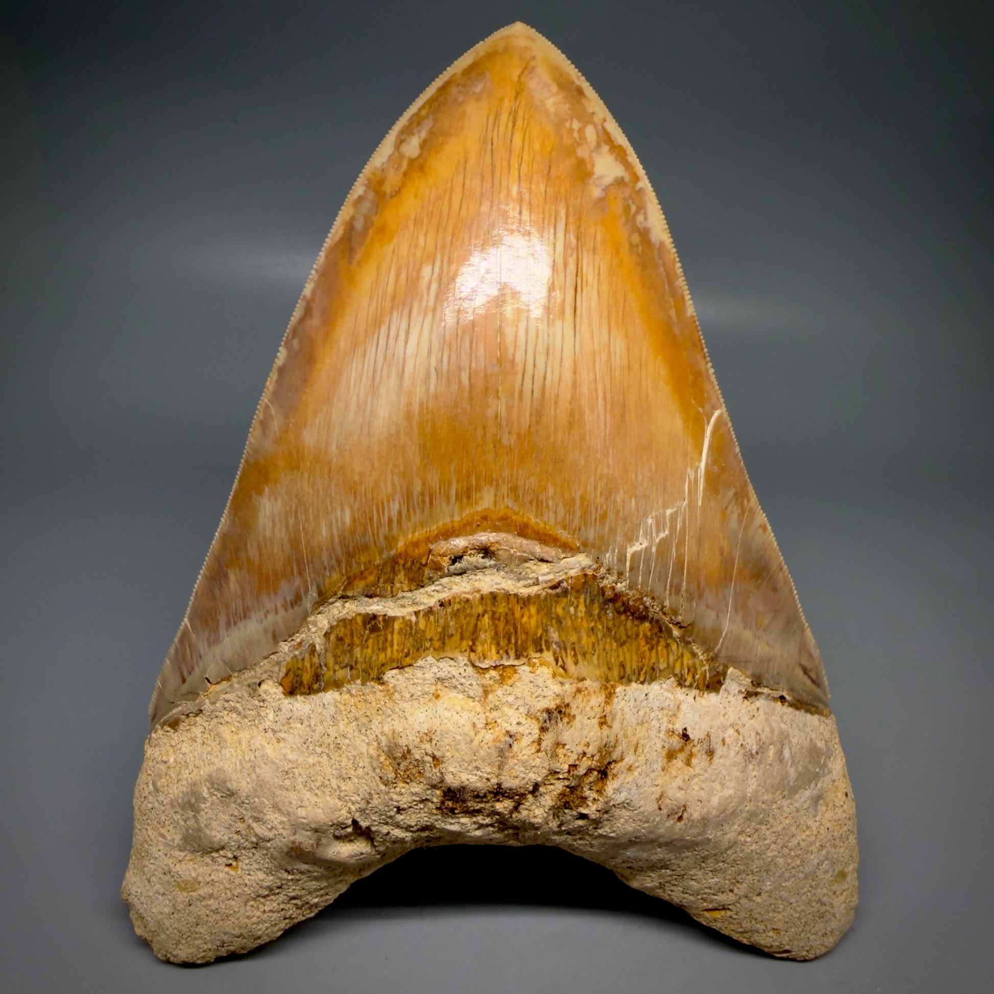 Front View EXTRA LARGE, close to max size, sharply serrated 6.27" Fossil Megalodon Tooth - Indonesia CM6174