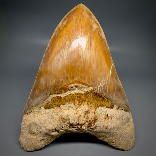 Front View EXTRA LARGE, close to max size, sharply serrated 6.27" Fossil Megalodon Tooth - Indonesia CM6174