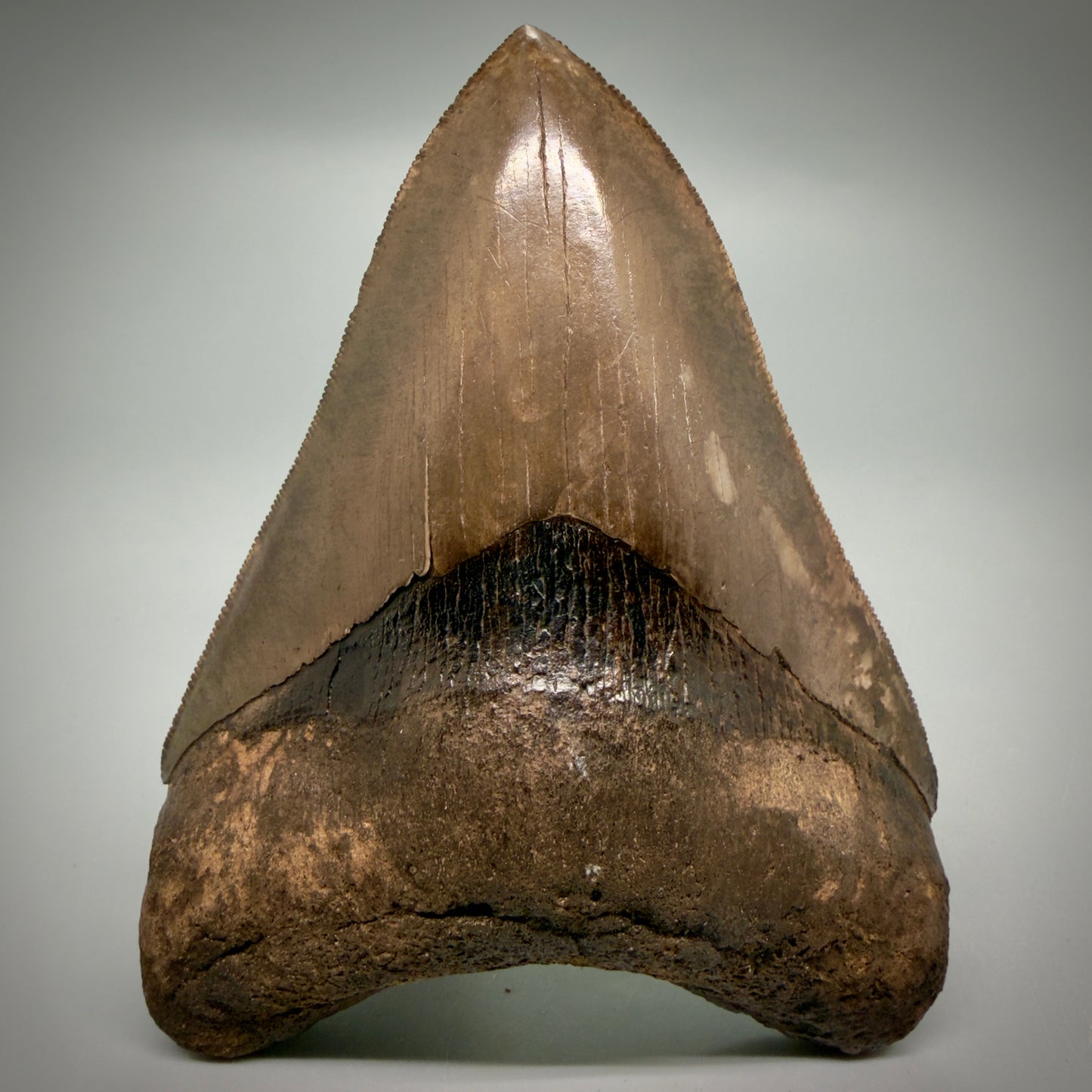 Front View Exquisite, Collector's Quality 4.63" Megalodon Tooth from the Saint Mary's River, GA CM6272
