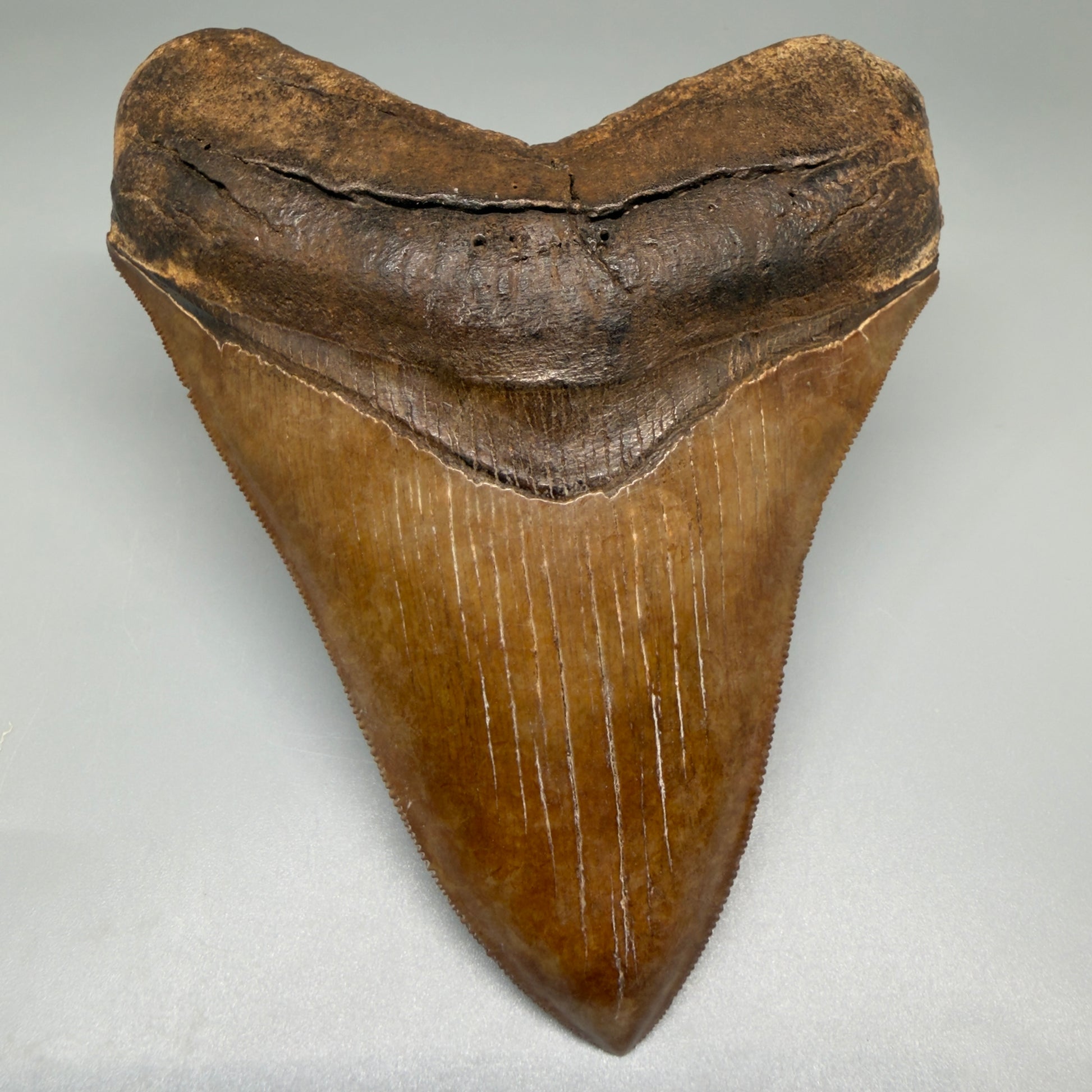 Front View Exquisite, Collector's Quality 4.92" Megalodon Tooth from the Saint Mary's River, GA CM5520 