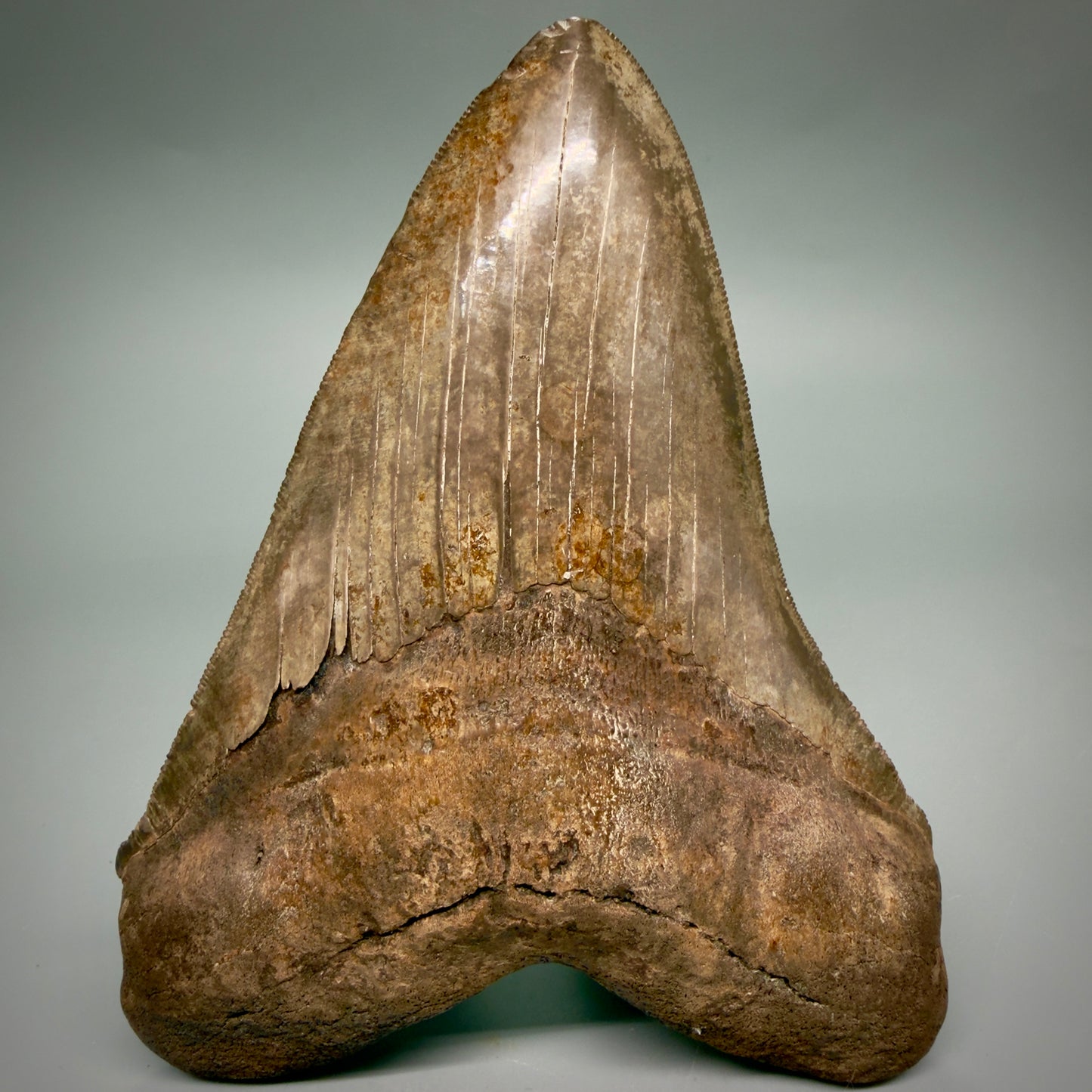 Front View Exquisite, Collector's Quality, large 5.87" Megalodon Tooth from the Saint Mary's River, GA CM6274