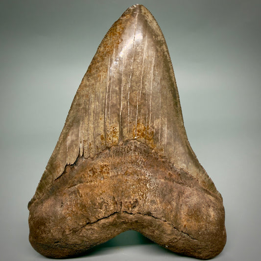Front View Exquisite, Collector's Quality, large 5.87" Megalodon Tooth from the Saint Mary's River, GA CM6274