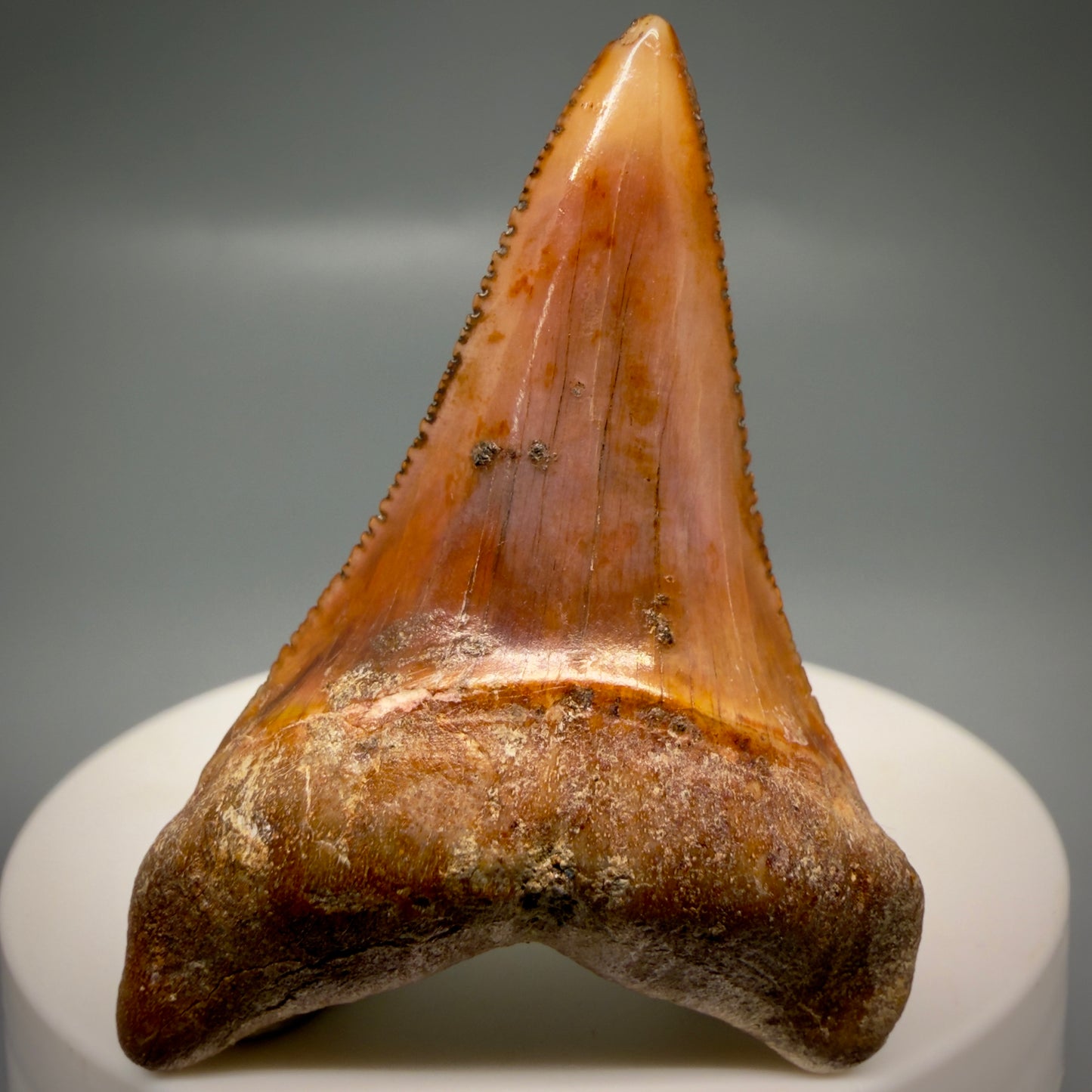 Front View Exquisite Red, lower 2.07" long Fossil Great White Tooth from the deserts of Peru GW1320