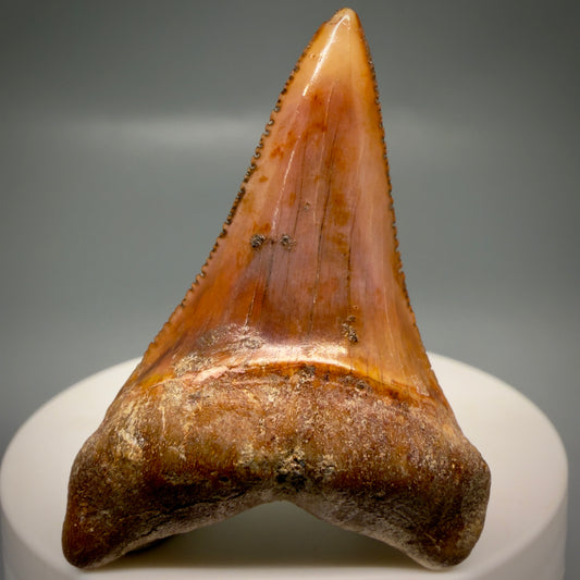 Front View Exquisite Red, lower 2.07" long Fossil Great White Tooth from the deserts of Peru GW1320
