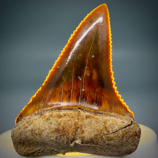 Front View Exquisite Red, serrated 1.96" long Fossil Great White Tooth from the deserts of Peru megalodonteeth.com GW1377
