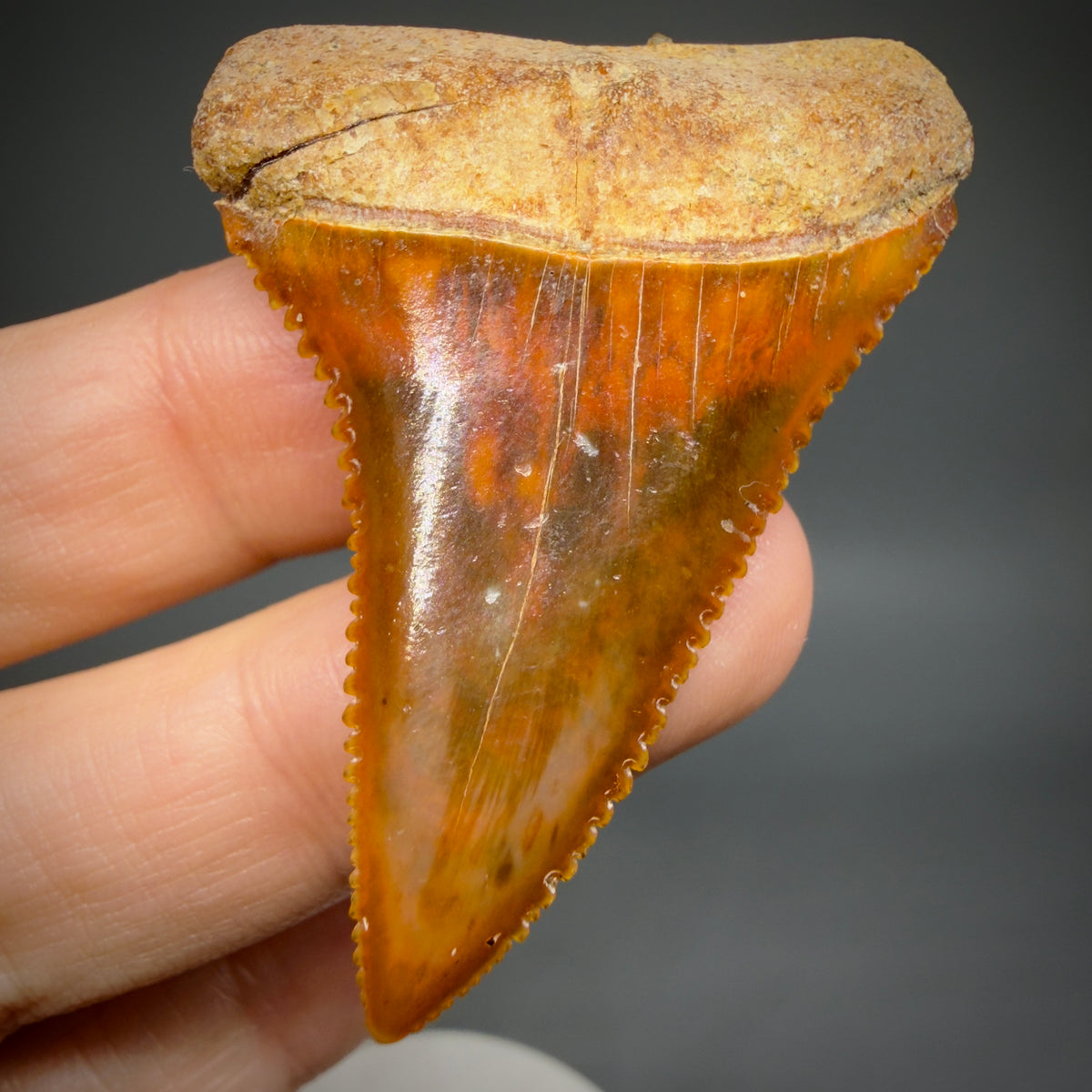 Front View Exquisite Red, serrated 1.96" long Fossil Great White Tooth from the deserts of Peru megalodonteeth.com GW1377 - 1
