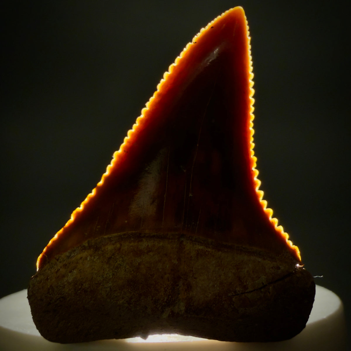 Front View Exquisite Red, serrated 1.96" long Fossil Great White Tooth from the deserts of Peru megalodonteeth.com GW1377 - 2