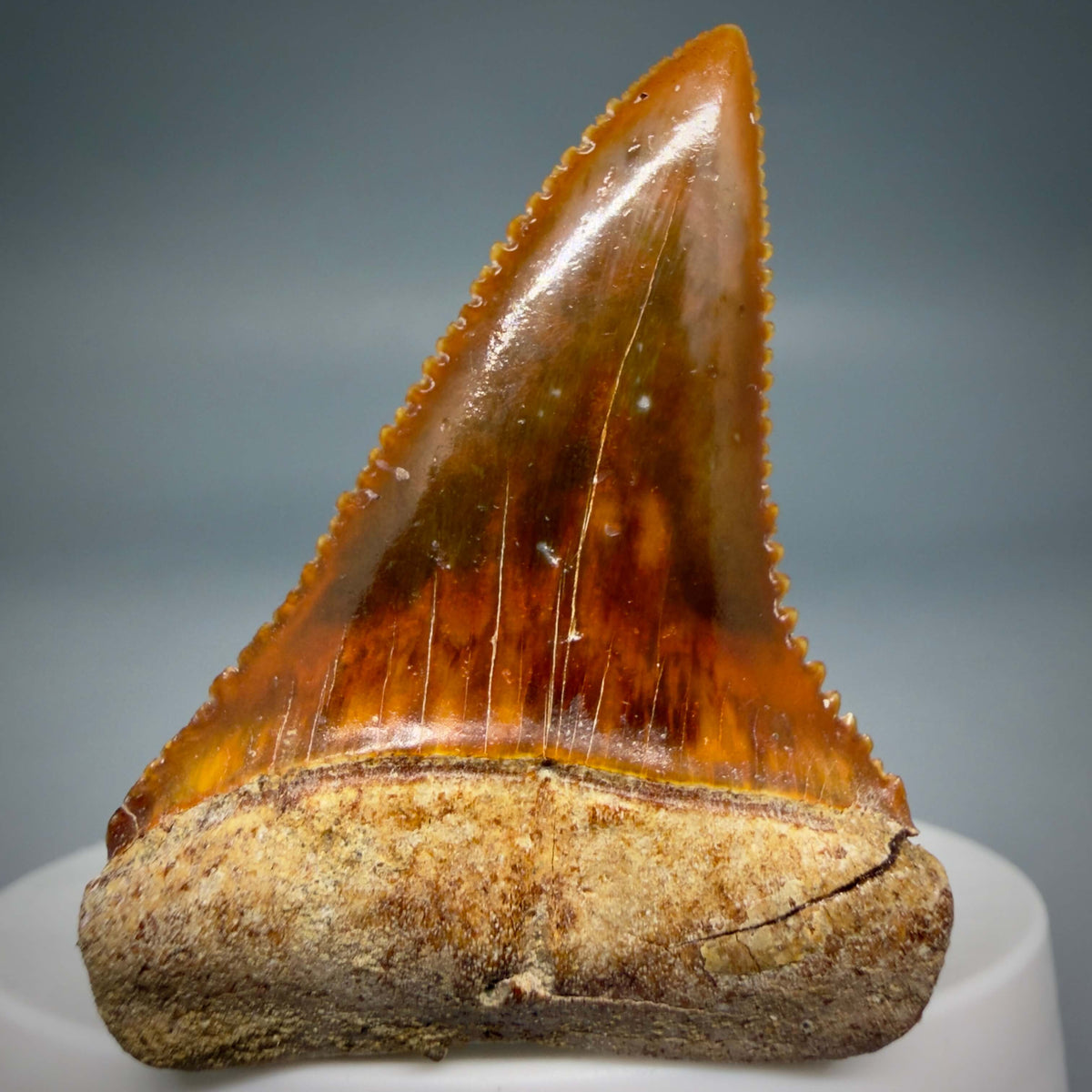Front View Exquisite Red, serrated 1.96" long Fossil Great White Tooth from the deserts of Peru megalodonteeth.com GW1377 - 3