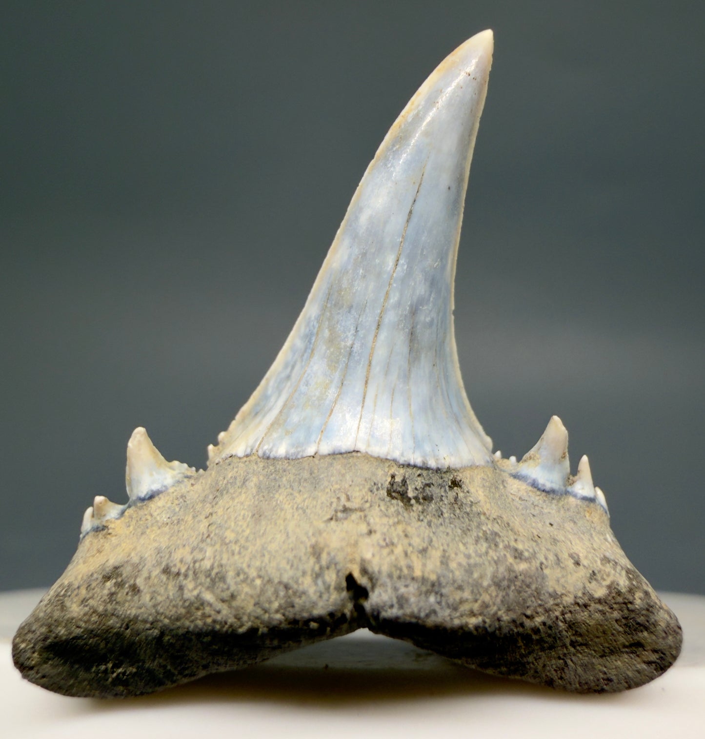 Front View Exquisite blue, triple cusped  1.30" Fossil Extinct Sand Tiger Shark tooth from Russia megalodonteeth.com R655