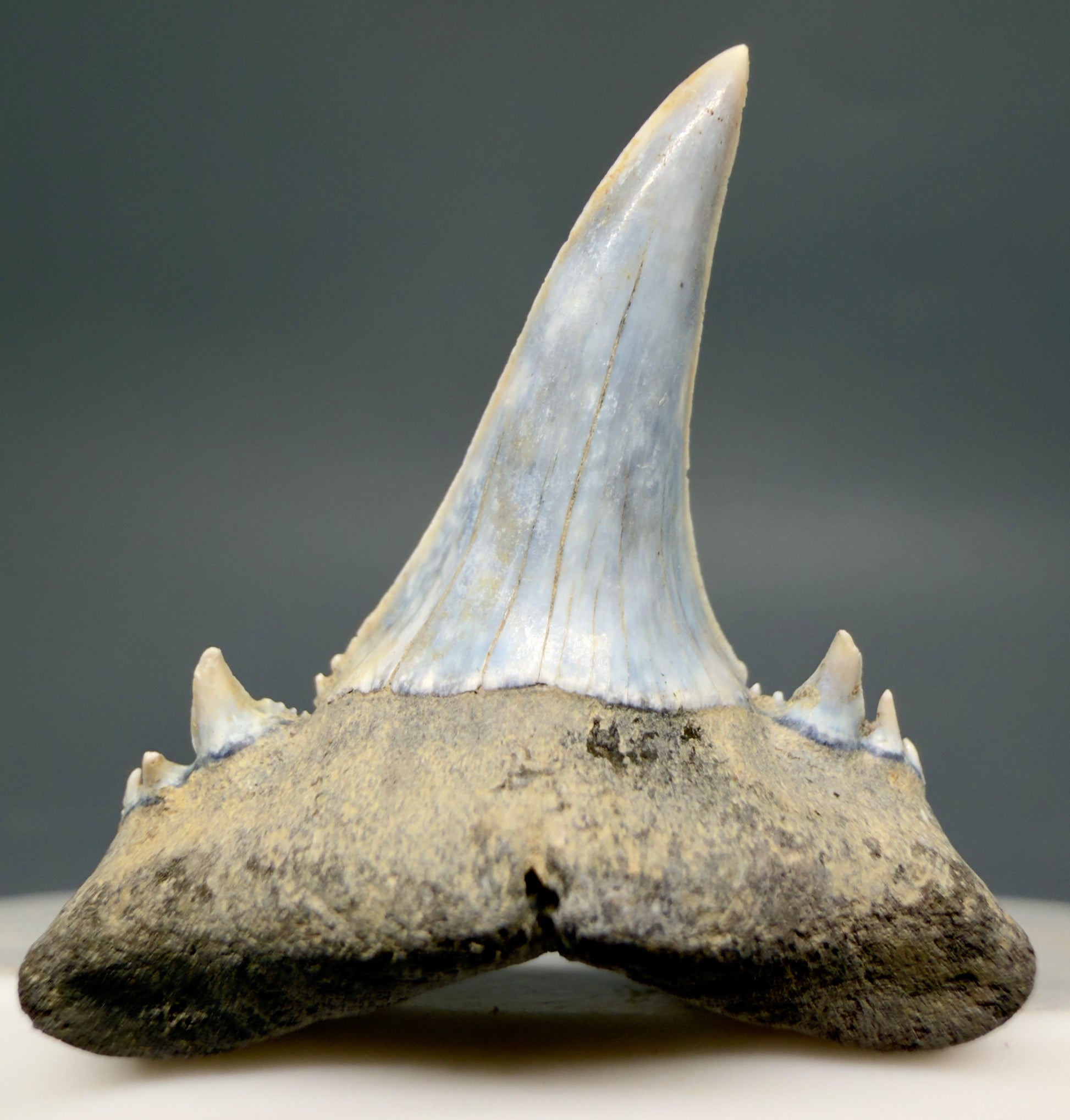 Front View Exquisite blue, triple cusped  1.30" Fossil Extinct Sand Tiger Shark tooth from Russia megalodonteeth.com R655