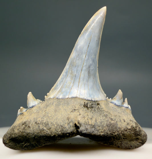 Front View Exquisite blue, triple cusped  1.30" Fossil Extinct Sand Tiger Shark tooth from Russia megalodonteeth.com R655