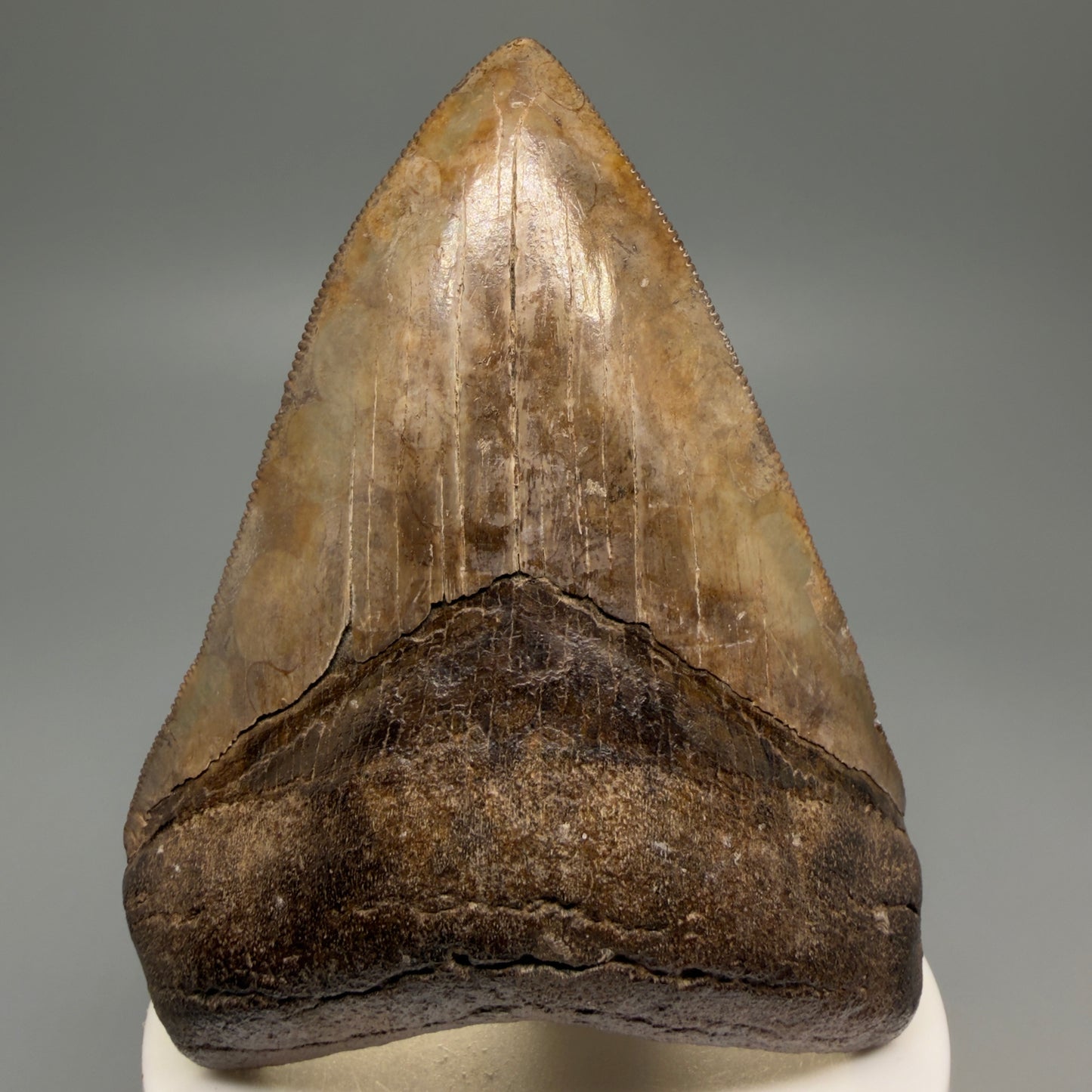 Front View Exquisite, collector's quality 3.51" Megalodon Tooth from the Saint Mary's River, GA CM5517 