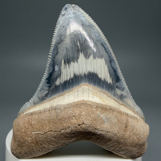 Front View Exquisite, colorful 2.57" Chubutensis Shark Tooth from Bone Valley, FL 