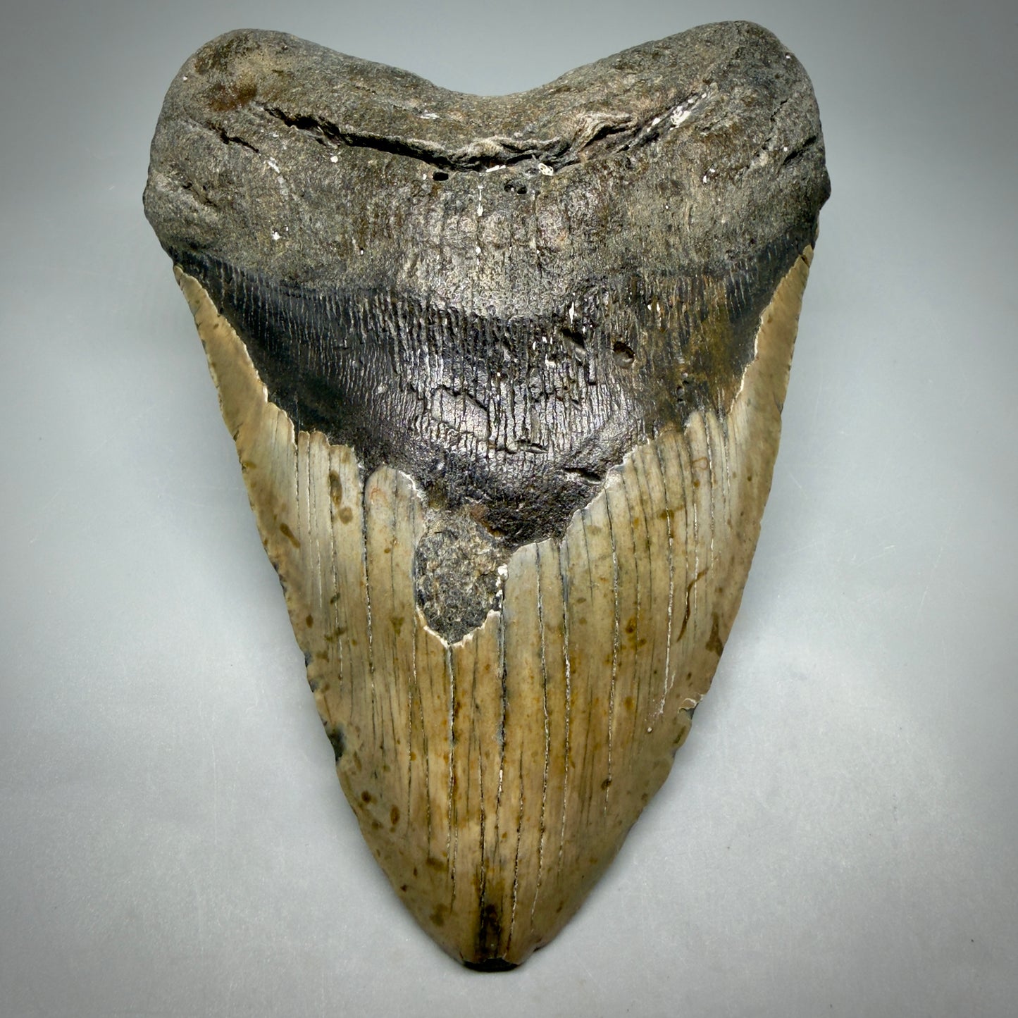 Front View Extra Large Monster 6.55" Authentic Megalodon Tooth – Fossil from North Carolina CM6451 - 1