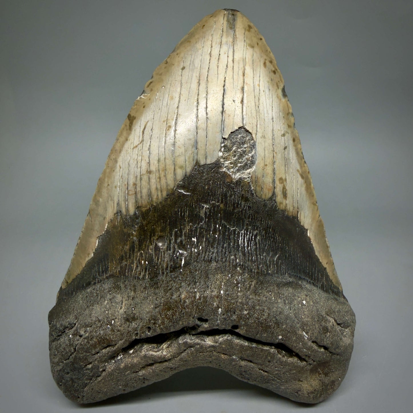 Front View Extra Large Monster 6.55" Authentic Megalodon Tooth – Fossil from North Carolina CM6451