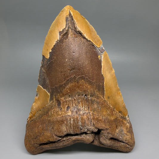 Front View Extra Large Monster 6.77" Authentic Megalodon Tooth – Fossil from North Carolina CM7279