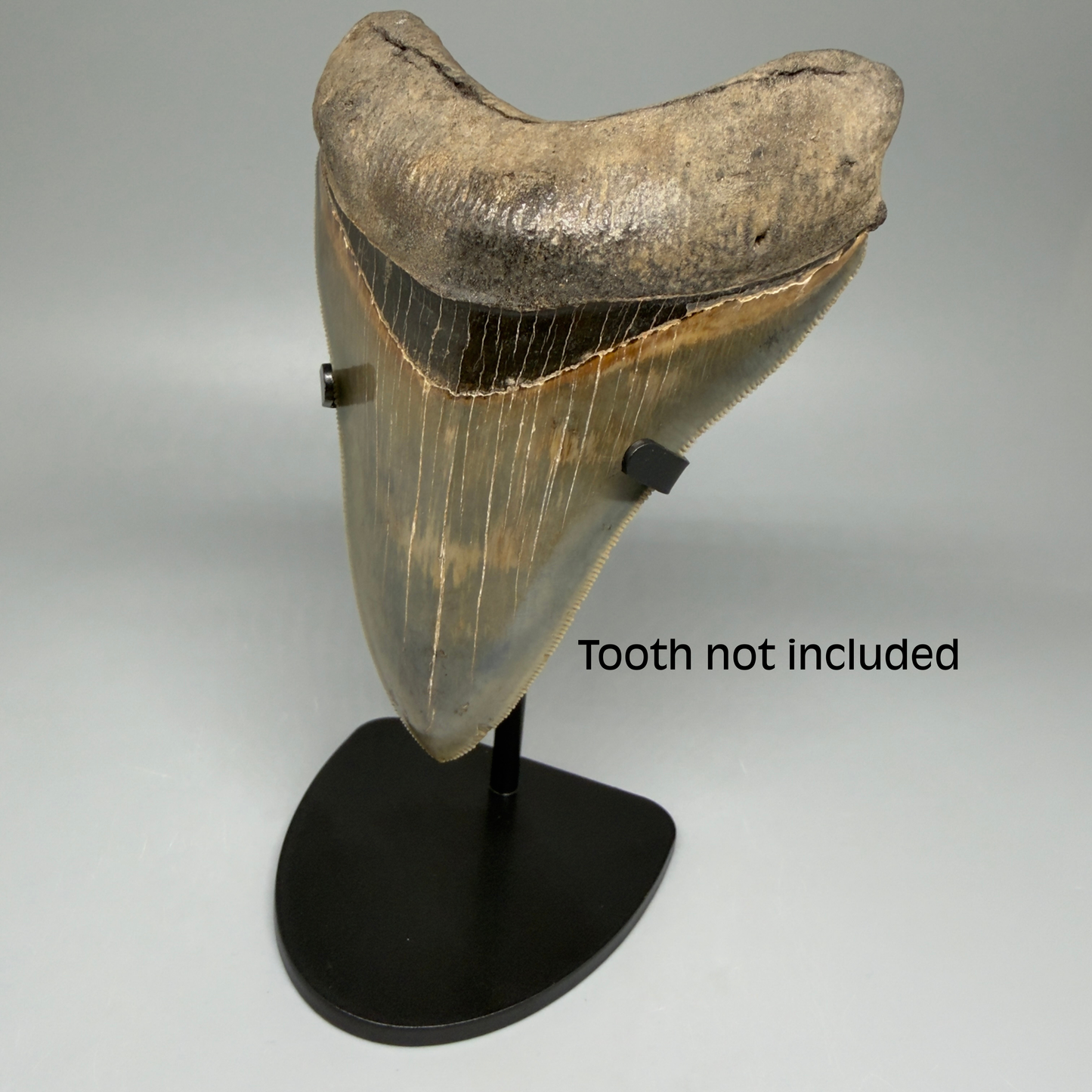 Front View Fossil Megalodon Tooth Stand For Small/Medium Megalodon Teeth Between 3"-5" long 