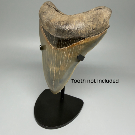 Front View Fossil Megalodon Tooth Stand For Small/Medium Megalodon Teeth Between 3"-5" long 