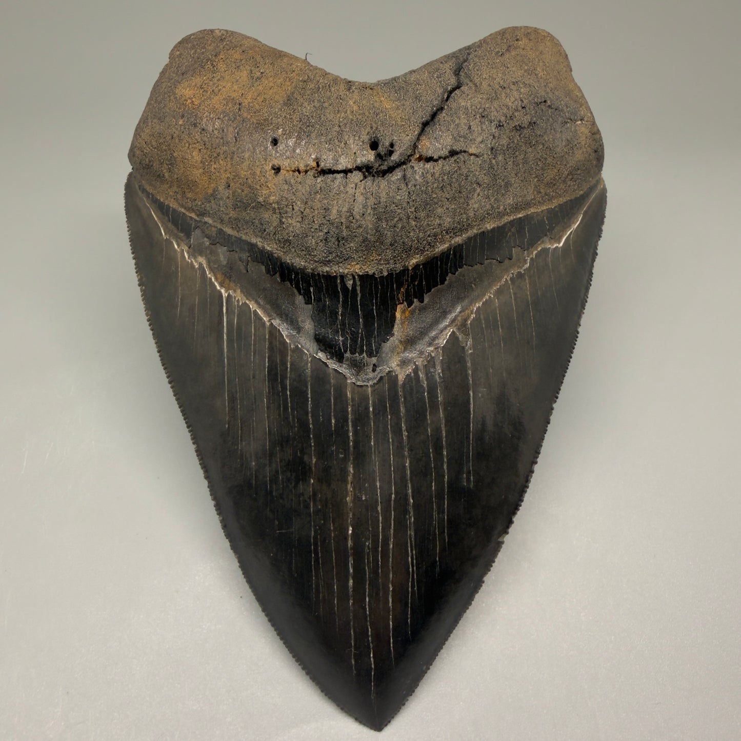 Front View Gem 4.78" Fossil Megalodon Shark Tooth - Georgia - Dark colors, Collector's Quality  CM5771 