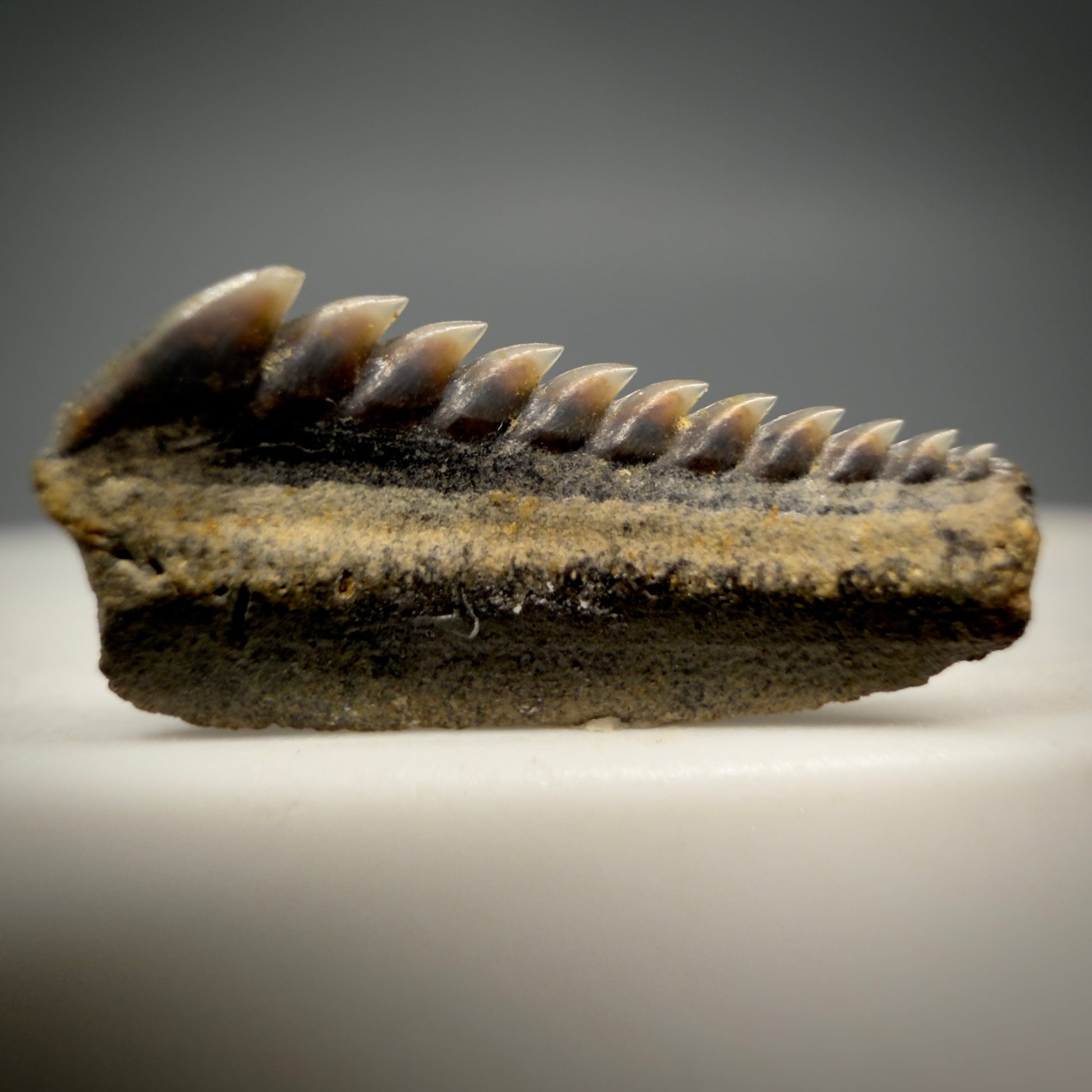 Front View Gorgeous 0.56" wide Fossil Hexanchus agassizi - Sixgill Cow Shark tooth from Harleyville, SC megalodonteeth.com R650