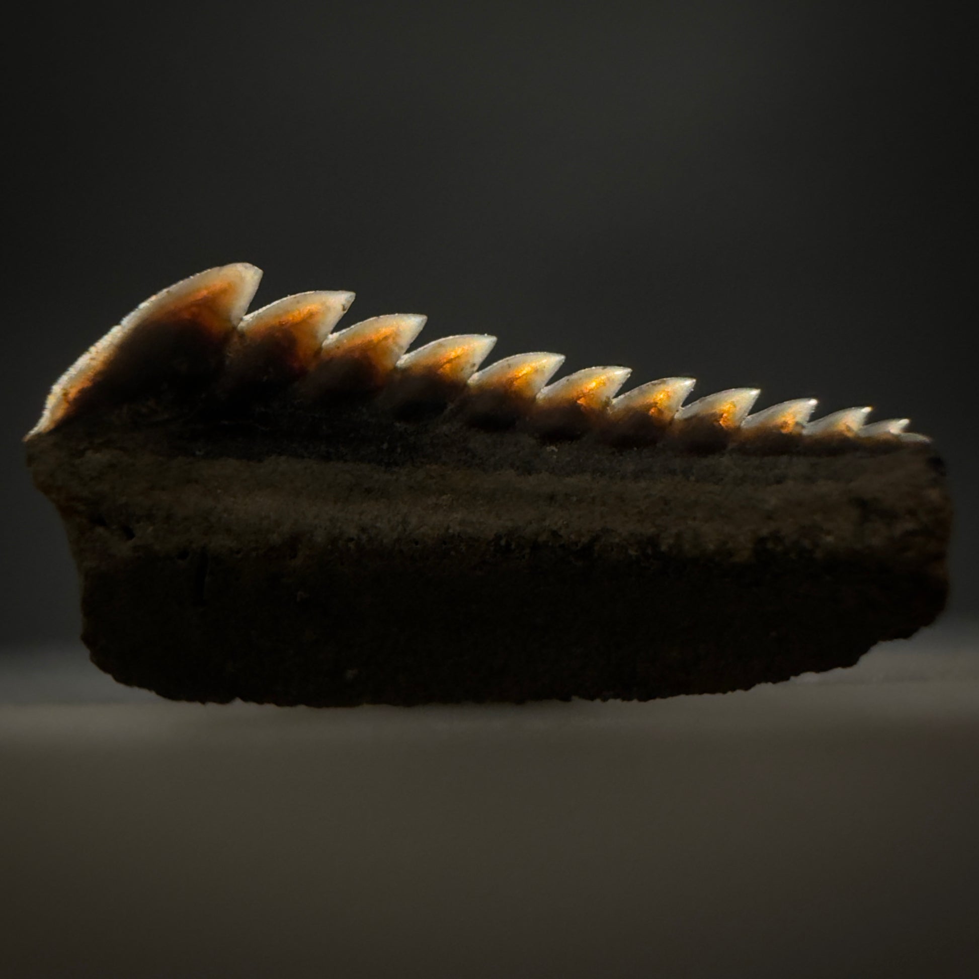 Front View Gorgeous 0.56" wide Fossil Hexanchus agassizi - Sixgill Cow Shark tooth from Harleyville, SC megalodonteeth.com R650 - 1