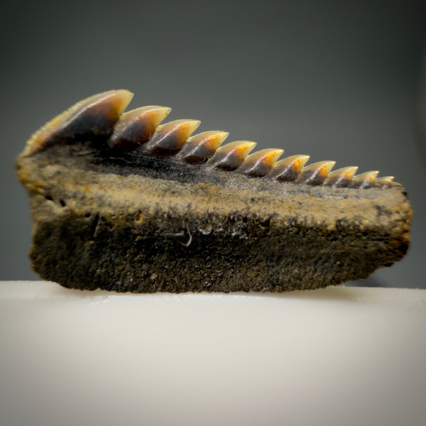 Front View Gorgeous 0.56" wide Fossil Hexanchus agassizi - Sixgill Cow Shark tooth from Harleyville, SC megalodonteeth.com R650 - 2