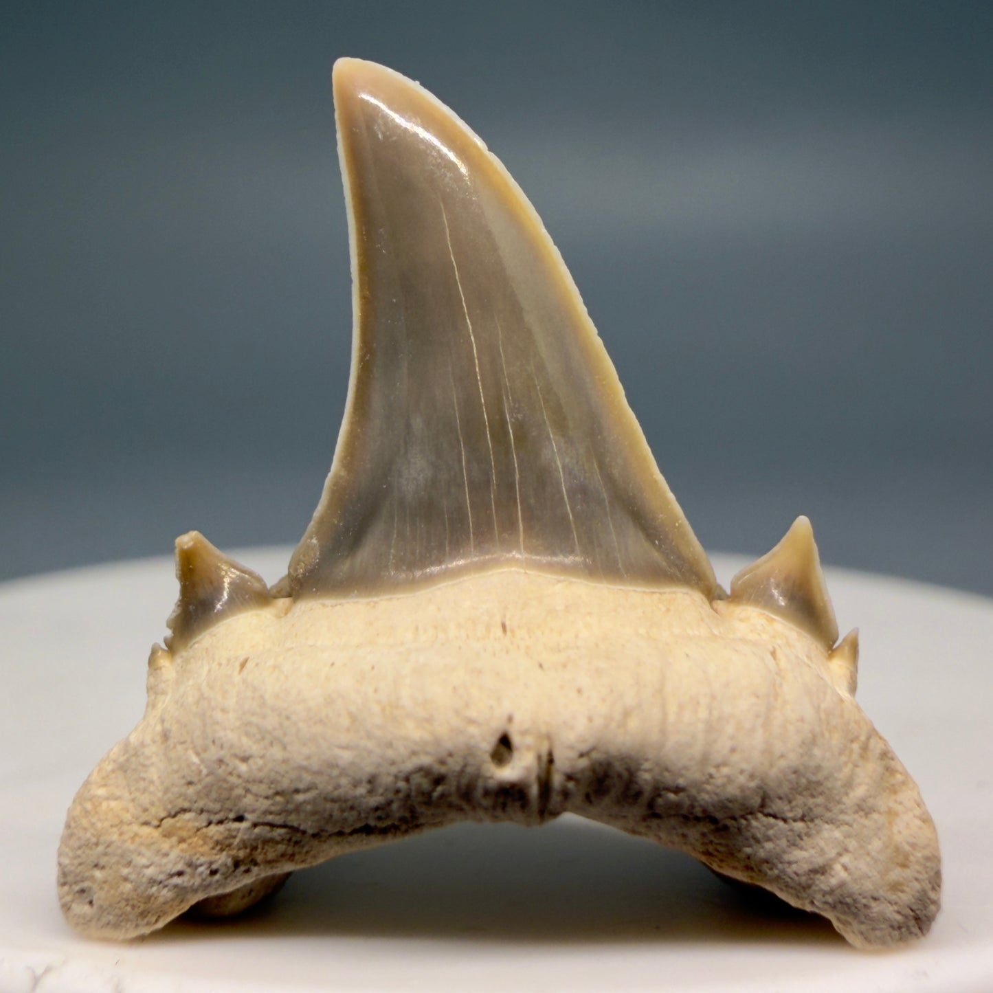 Front View Gorgeous 1.08" Fossil Serratolamna koerti - Extinct Mackerel Shark Tooth from Harleyville, SC megalodonteeth.com R648